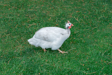 White siberian helmeted guinea fowl on free range in organic farm. Poultry numida meleagris with red head and white feather in intensive poultry farming. Hen bird looking and walking. Domestic animals