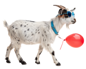 A goat with sunglasses and a blue collar walking with a red balloon on a transparent background