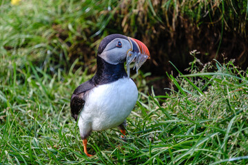 A vibrant Atlantic puffin stands proudly on the verdant grass of Icelands coastline, holding several small fish in its beak.