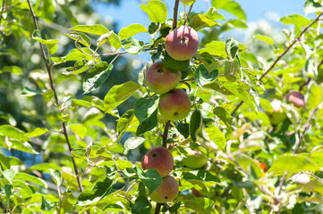 Ripe apples on a tree branch in the garden 