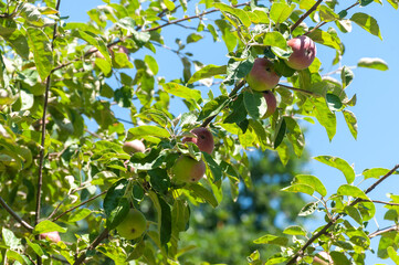 Ripe apples on a tree branch in the garden 