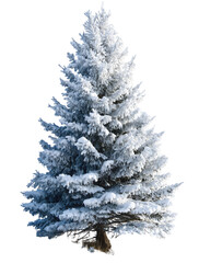Fototapeta premium Snow-dusted evergreen tree (1)