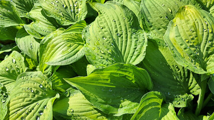 Green hosta leaves with water droplets, top view