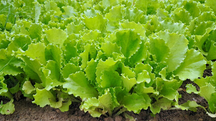 Fresh green lettuce growing in soil garden bed