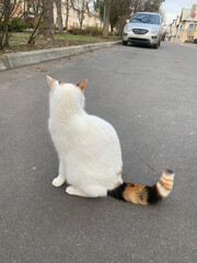 Cat with white fur, multi-coloured ears and multi-coloured tail sits in middle of street, cat's...