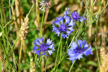 Vibrant Blue Cornflowers Blooming in a Summer Field with Wheat