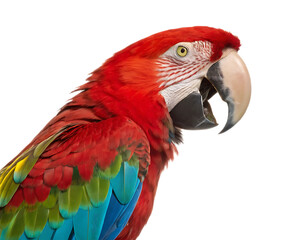 Fototapeta premium Close up shot of a scarlet macaw featuring its vibrant plumage and distinctive beak on black background