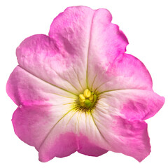 Close-up of one pink petunia flower isolated on transparent background.