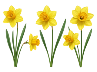 Five bright yellow daffodils with green stems and leaves isolated on transparent background