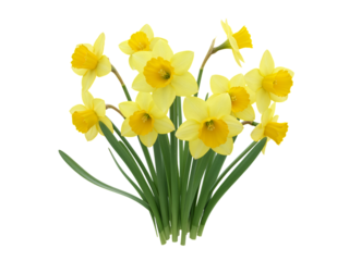A bunch of bright yellow daffodils with green stems and leaves isolated on transparent background