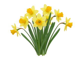 A beautiful bouquet of yellow daffodils with green leaves isolated on transparent background