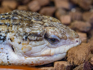 Reptiles in a species recovery center
