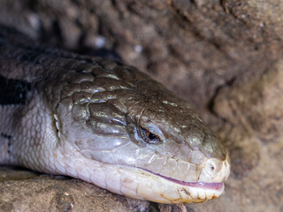 Reptiles in a species recovery center