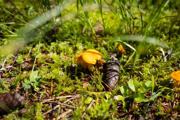 Close-up of yellow chanterelle mushrooms growing among green moss and pine cones in the forest. A...