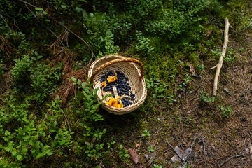 Close-up of yellow chanterelle mushrooms growing among green moss and pine cones in the forest. A natural environment with bright colors.