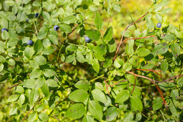 Close-up of ripe blueberries on a bush surrounded by green leaves.