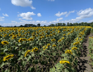 An endless field of ripe sunflowers stretches toward the blue sky with white clouds. Each flower is...