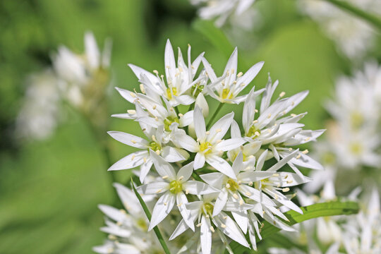 Wild garlic flowers in close up