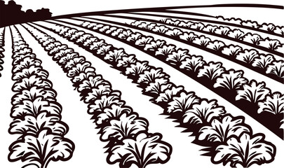 Black and white hand drawn cabbage field rows landscape illustration with leafy vegetable plants and distant tree line