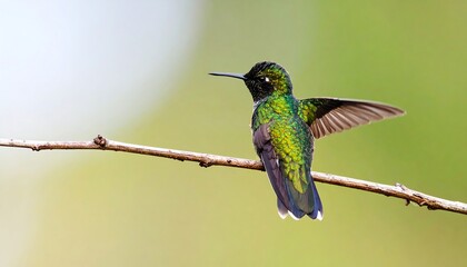 Fototapeta premium Hummingbird perched on branch