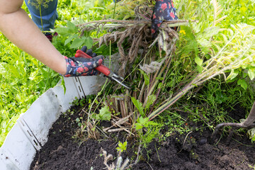 An older woman with blonde hair works in the garden. A woman is digging garden beds.