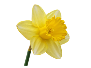 A single bright yellow daffodil flower with a ruffled corona and green stem isolated on transparent background