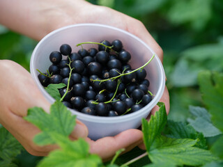 A woman holding a bowl of freshly picked organic blackcurrant in her hands over a blackcurrant...