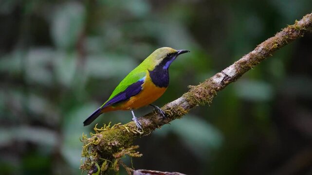 Blue-winged Leafbird ( Chloropsis cochinchinensis) male bird on a branch
