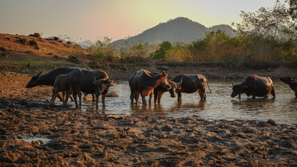 Water Buffaloes in Muddy Waterhole at Sunset