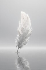 Delicate White Feather Reflection On Water