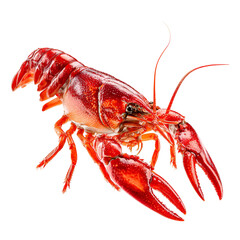 Red Crayfish Isolated on Black Background Seafood Delicacy