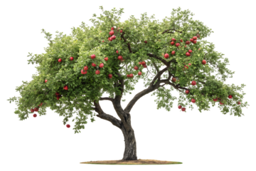 Large mature apple tree with abundant red fruit hanging from green leafy branches, isolated on a transparent background