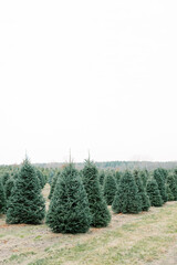 Christmas Tree Farm
