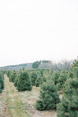 Christmas Tree Farm