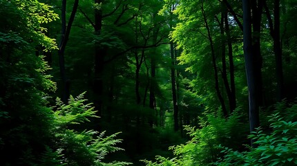 Obraz premium High-resolution stock photo of a lush forest background suitable for commercial use, showcasing vibrant greens and deep shadows in a professional photographic