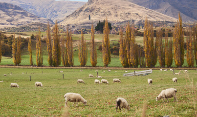Sheep Grazing in Valley with Autumn Trees