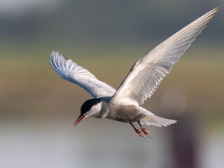 Fototapeta premium Whiskered Tern Chlidonias hybrida flying over Indus River wetlands Pakistan, gray-white seabird with forked tail diving for fish, wildlife conservation