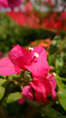 Closeup Of Vibrant Pink Bougainvillea Blossoms