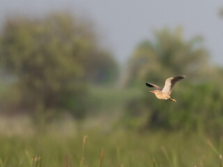 Yellow Bittern Ixobrychus sinensis summer breeding visitor to Pakistan wetlands Indus River swamps secretive waterbird wildlife conservation climate change biodiversity birding photography