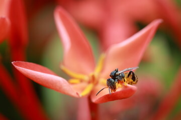 A dwarf honeybee (Apis florea) collecting pollen from a red-orange Ixora flower. The bee’s legs...