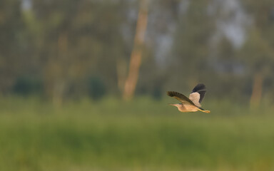 Yellow Bittern Ixobrychus sinensis summer breeding visitor to Pakistan wetlands Indus River swamps secretive waterbird wildlife conservation climate change biodiversity birding photography