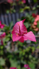 Closeup Pink Bougainvillea Flower