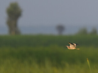 Yellow Bittern Ixobrychus sinensis summer breeding visitor to Pakistan wetlands Indus River swamps secretive waterbird wildlife conservation climate change biodiversity birding photography