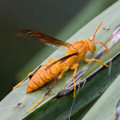 Paper wasps social insects build open papery nests. Narrow waists yellow black markings play role...