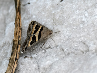 Grammodes moths are striking nocturnal insects known for bold wing patterns and rapid flight. Often...