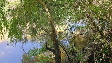 Overgrown Riverbank with Willow Branches Hanging Over Water