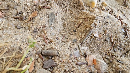 Macro Shot of Sandy Soil with Pebbles, Twigs and Organic Debris