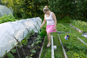 An adult woman waters tomatoes in a greenhouse. A greenhouse with growing tomatoes.