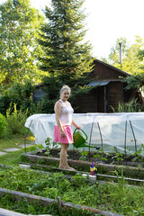 An adult woman waters tomatoes in a greenhouse. A greenhouse with growing tomatoes.