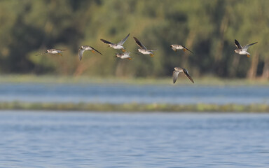 Terek sandpiper Xenus cinereus flight flying fly mid air migration

Beautiful weirdly proportioned...